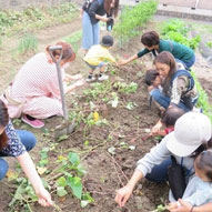 隣接する畑で収穫体験（写真）